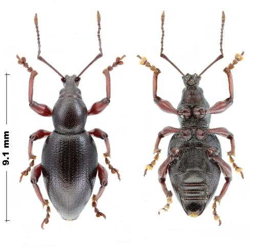Otiorhynchus putoni